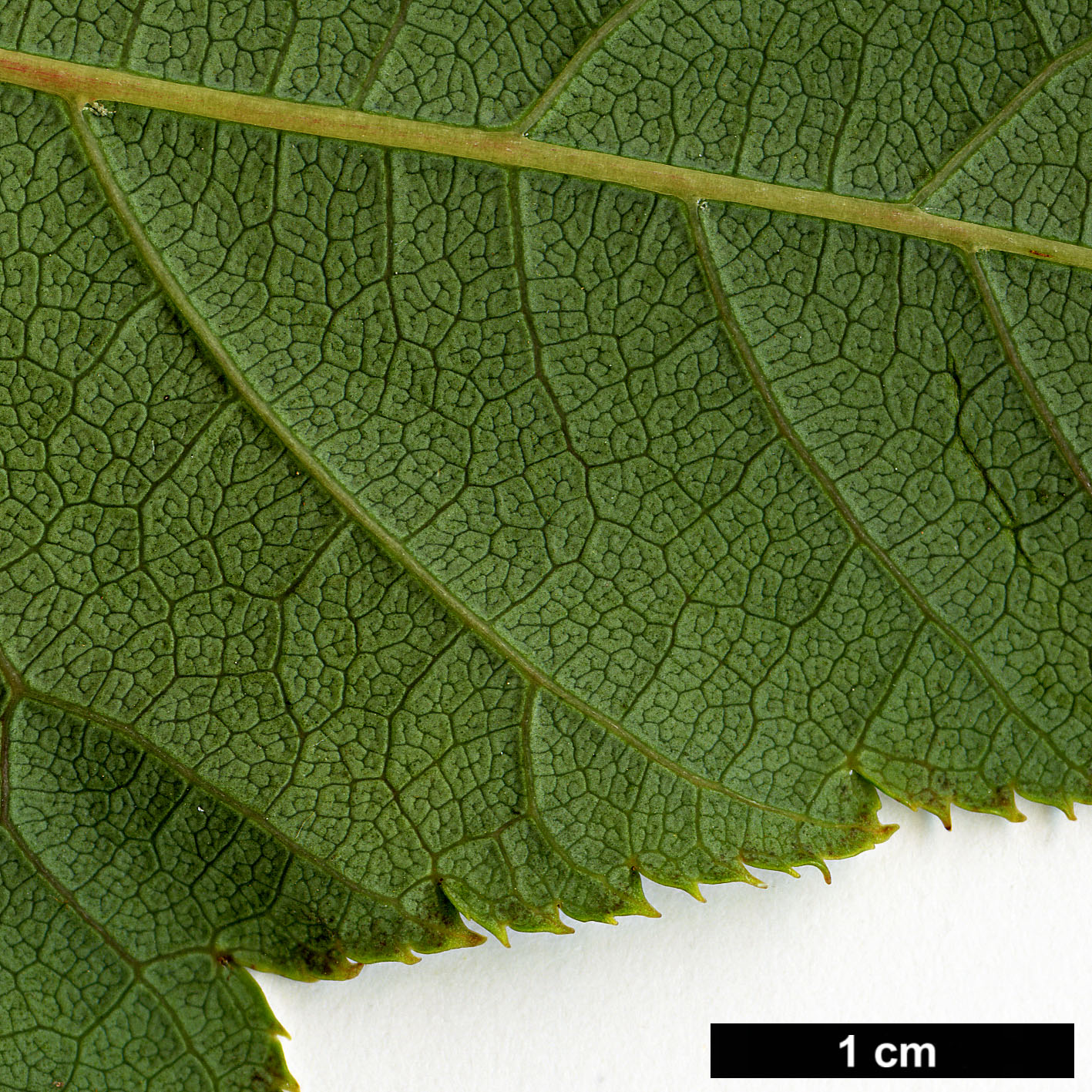 High resolution image: Family: Sapindaceae - Genus: Acer - Taxon: aff. pectinatum